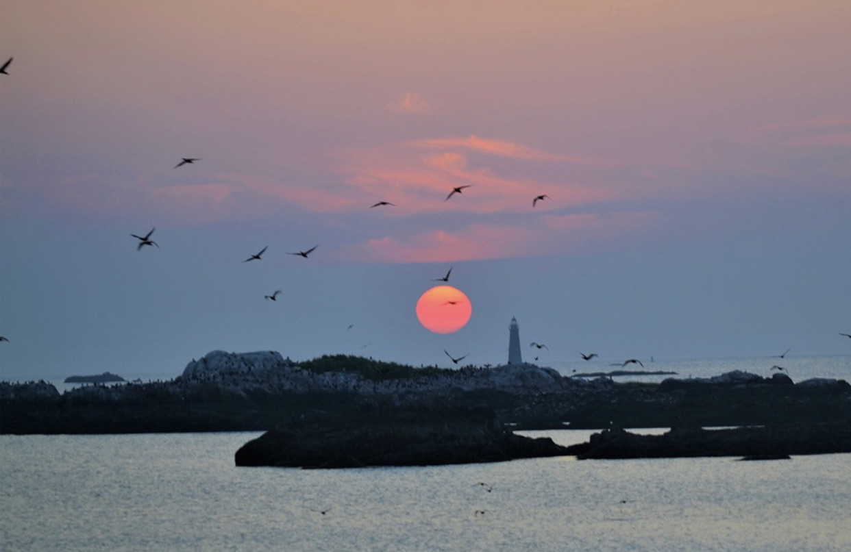 Sunset over Minot's Ledge Light with seabirds above the water